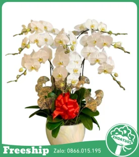 Chậu Lan Hồ Điệp 10 Cành Chúc Mừng - Mã: DHT-169 - Giá: 3.000.000đ